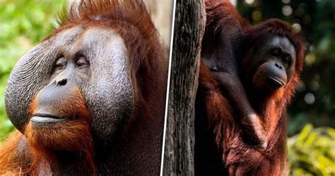 Orangutan Genetic Diversity: Why Preserving Different Subspecies is Essential for their Survival